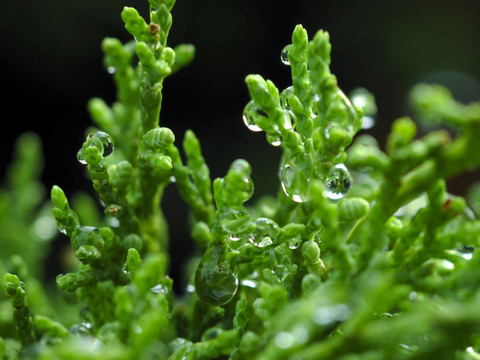 雨后植物封閉