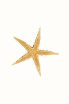 海星