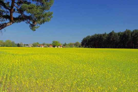 油菜田和村01號