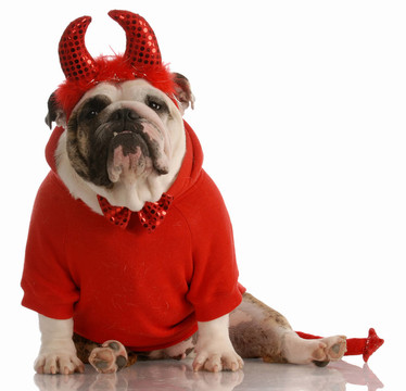 英國(guó)斗牛犬裝扮成魔鬼