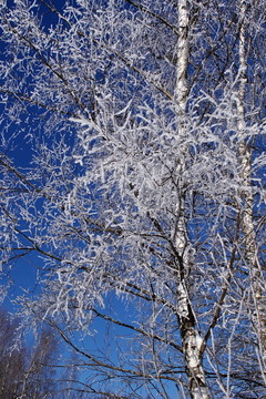 歡樂(lè)冬季景觀。陽(yáng)光和寒冷。樹(shù)林中的雪