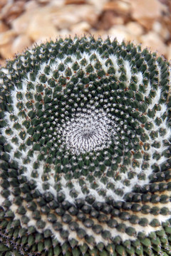 仙人掌類植物