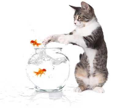 貓試圖抓住跳躍的金魚