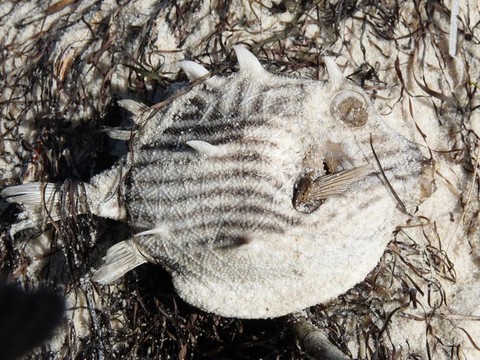 死魚