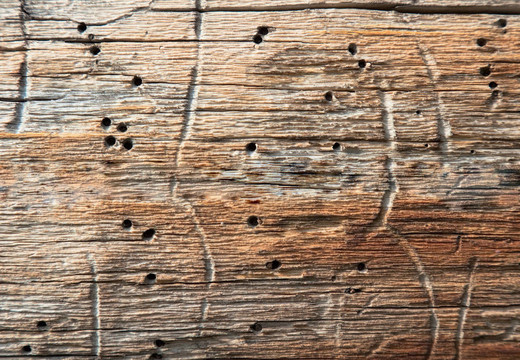 腐烂的木头和洞，是虫子的幼虫