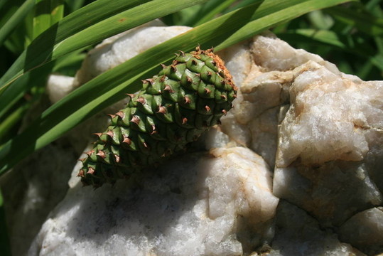 松樹的球果