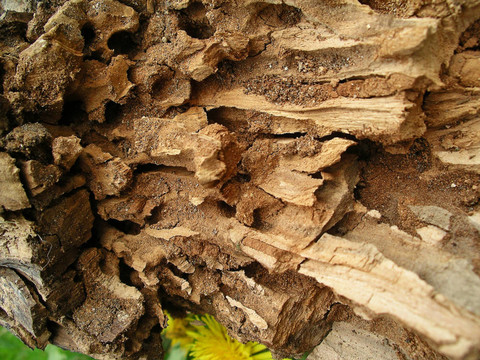 old_tree_wood