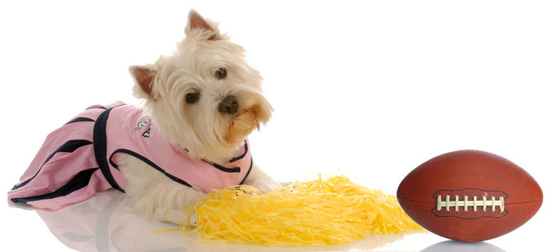體育獵犬westie打扮成一個(gè)足球啦啦隊(duì)