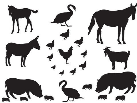 農(nóng)場里的動物