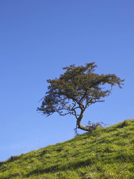 孤獨(dú)的山楂樹