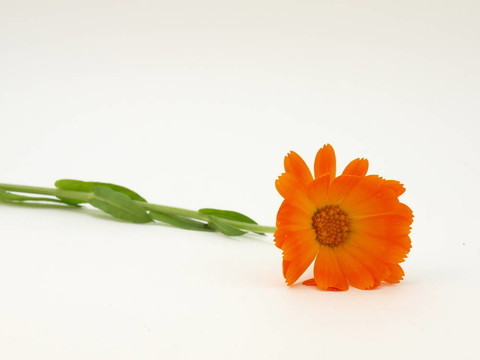 黃色的花