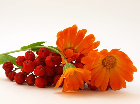 紅色和黃色的花圖片