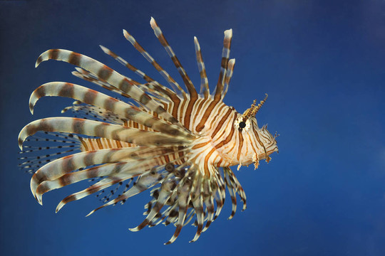 魚