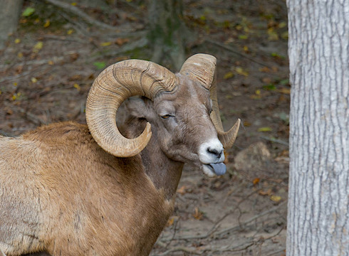 大角羊（Ovis canadensis）