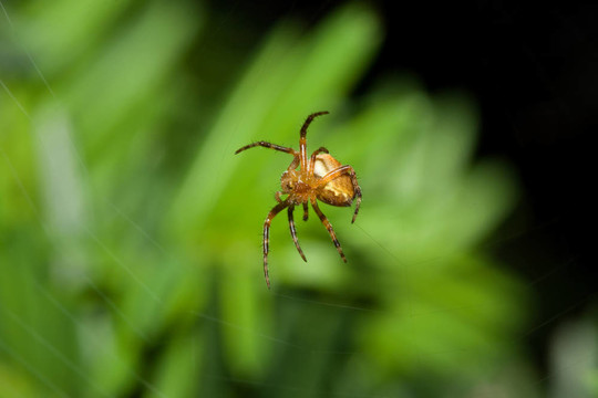 女Cobweb Spider