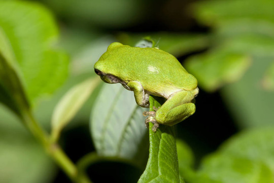 應(yīng)付Gray Tree frog
