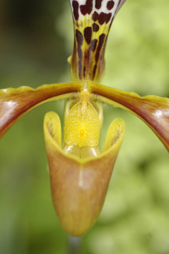 蘭花