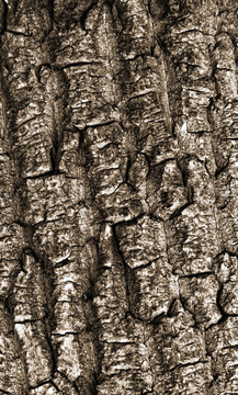 bark06