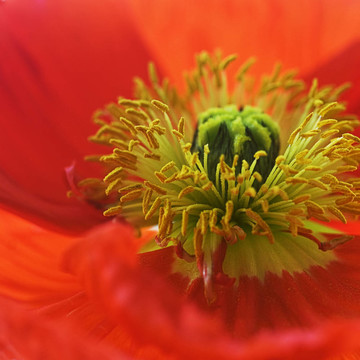 罌粟花