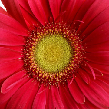 紅菊花