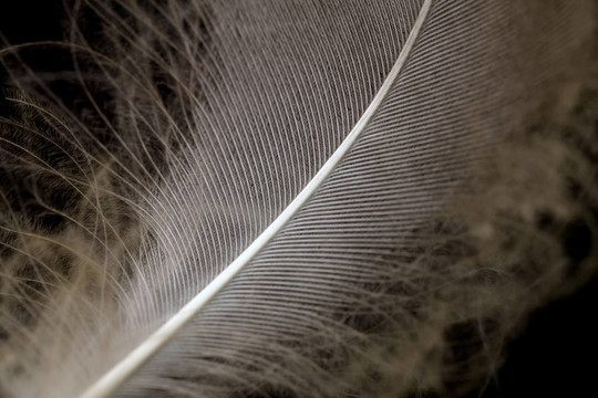 鳥Single Feather