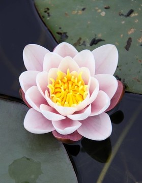 莉莉花和禮來墊一個池塘