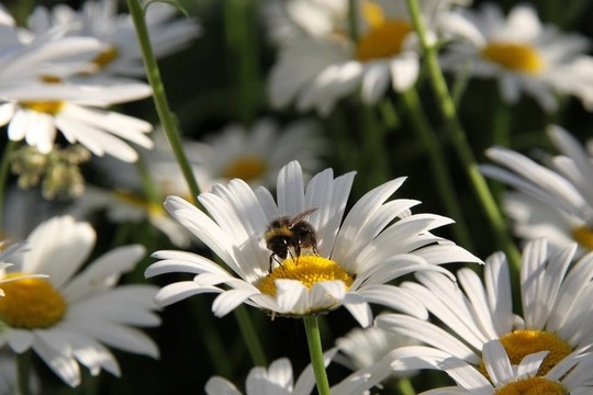 鮮花和蜜蜂