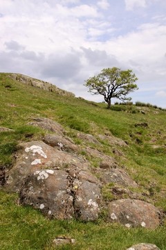 Drystone Wall與樹