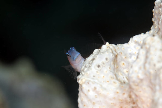 板栗粘魚