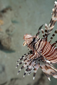 獅子魚狩獵！