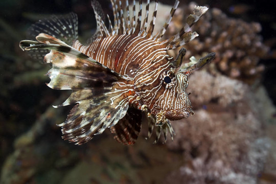 獅子魚狩獵！