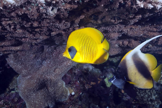 蒙面的蝴蝶魚