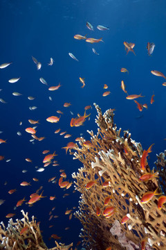 珊瑚和魚