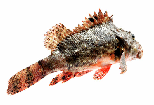新鮮魚石鱸魚