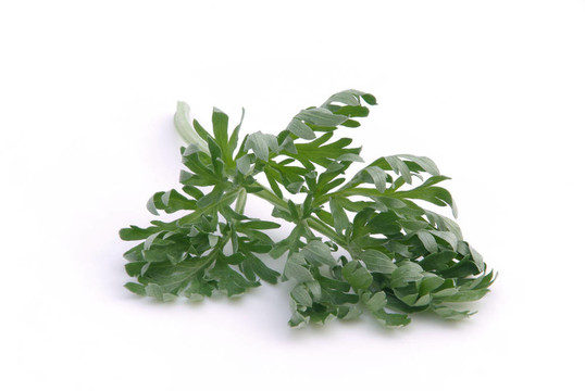 wormwood 04