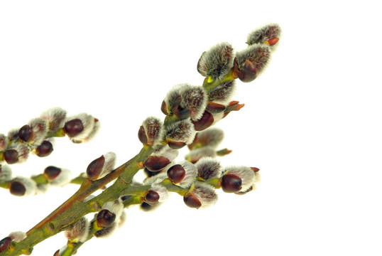 catkin 03