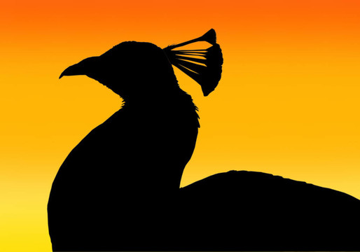 孔雀Silhoutte