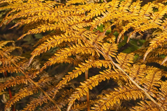 秋天的蕨類(lèi)植物2