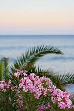 紫色的花在日落與海洋的背景