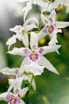 溫室白蘭花