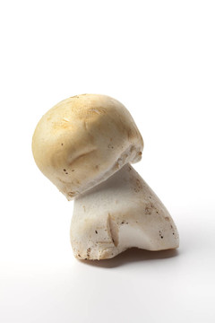 一雙孢蘑菇蘑菇；