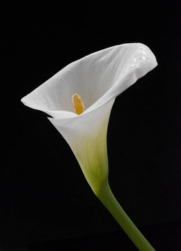 Cala lily孤立在一個(gè)黑色的背景