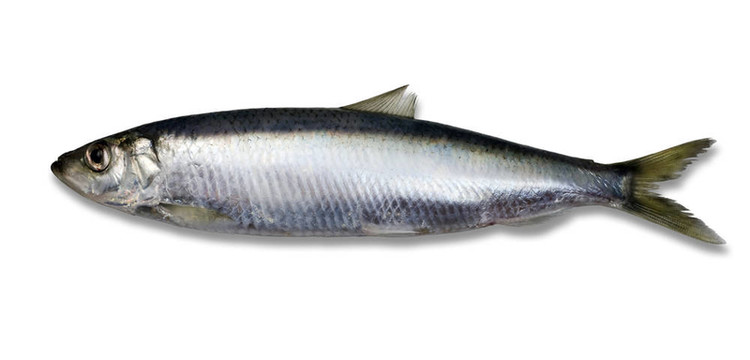 魚(yú)-鯡魚(yú)-分離