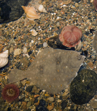 魚魚