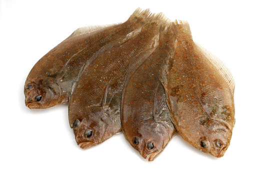 牙鲆魚