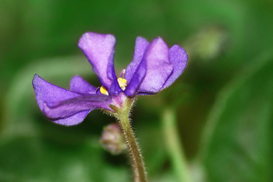 花紫羅蘭