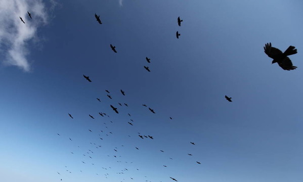 藍(lán)色天空中的許多鳥(niǎo)