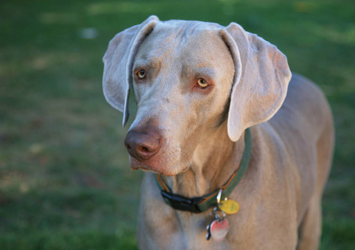 Weimaraner Dog站在
