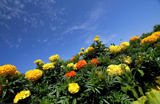 花園里的花