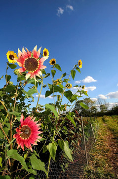 太陽花